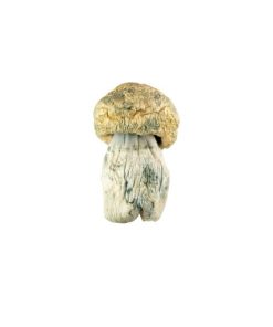 Avalanche Mushroom for Sale Online